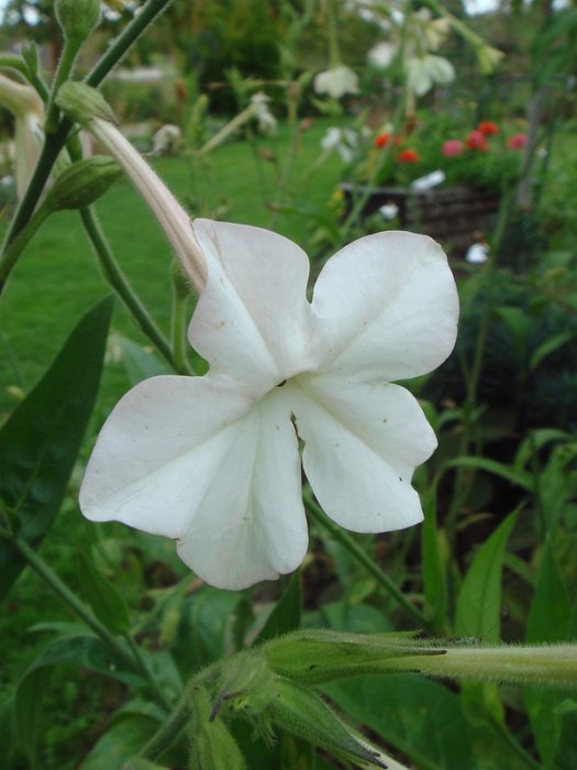 Nicotiana x sanderae 'Sensation blanc' fleur (2)